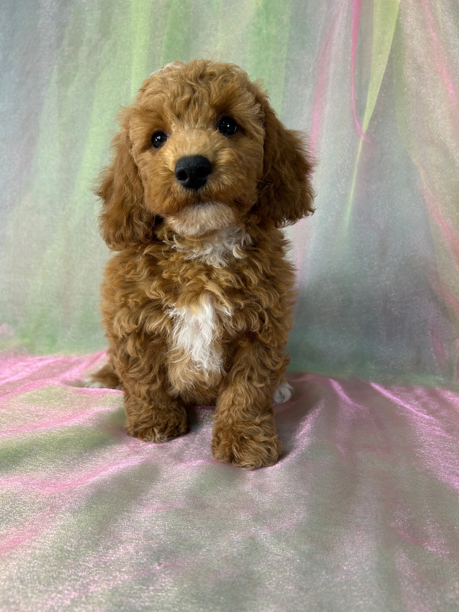 Dark Red Male Bichon Poodle Puppy for Sale DOB 6-22-2026 $950